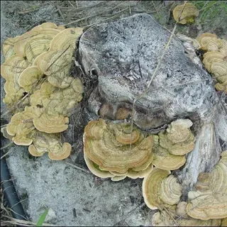 thumbnail for publication: Ganoderma Wood-Rotting Fungi on Citrus Stumps
